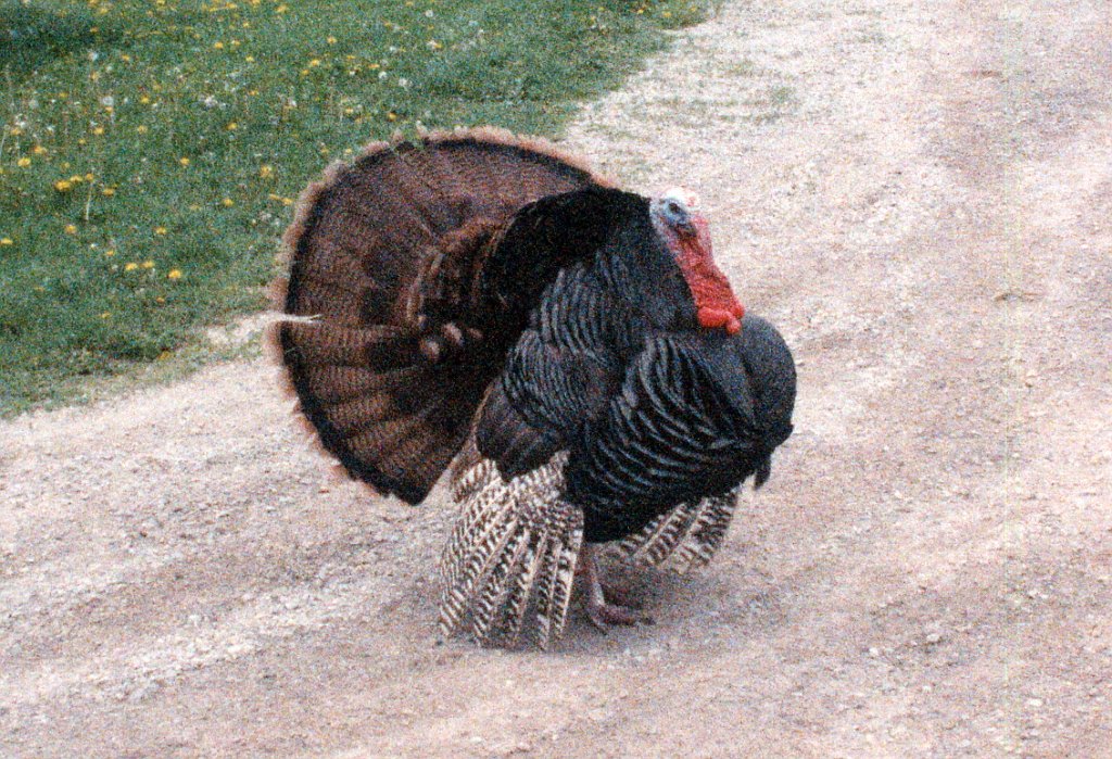 Turkey, Domestic 1, IA B01P20I05b.jpg - Domestic Turkey